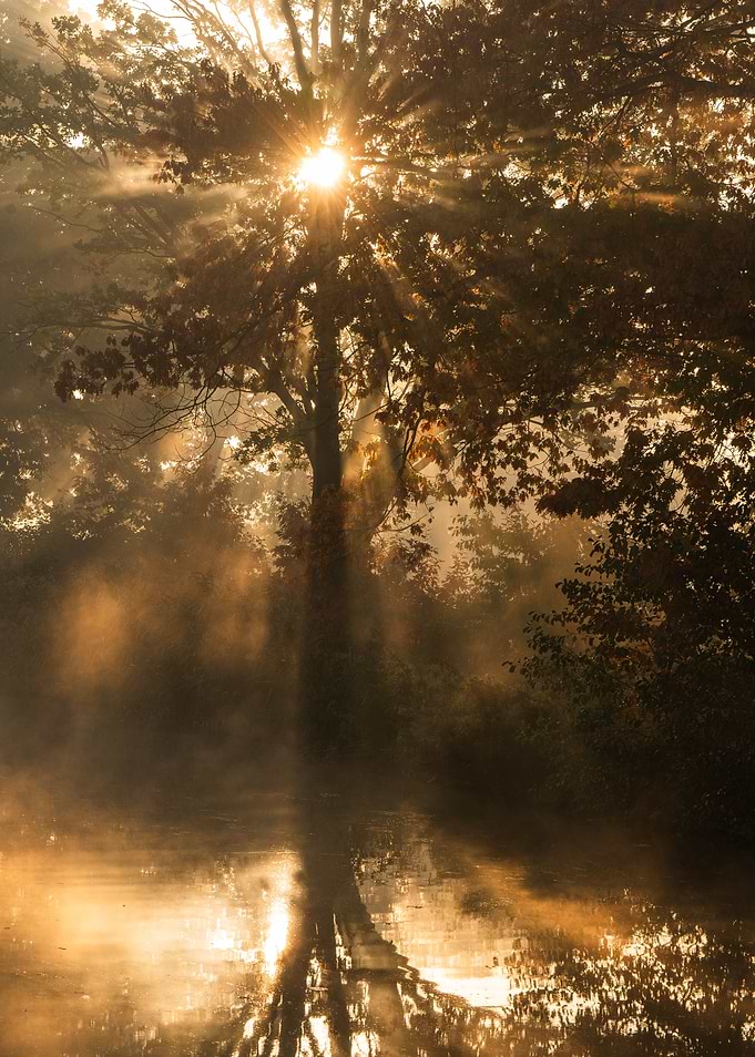 Golden Sunbeams Through Misty Trees