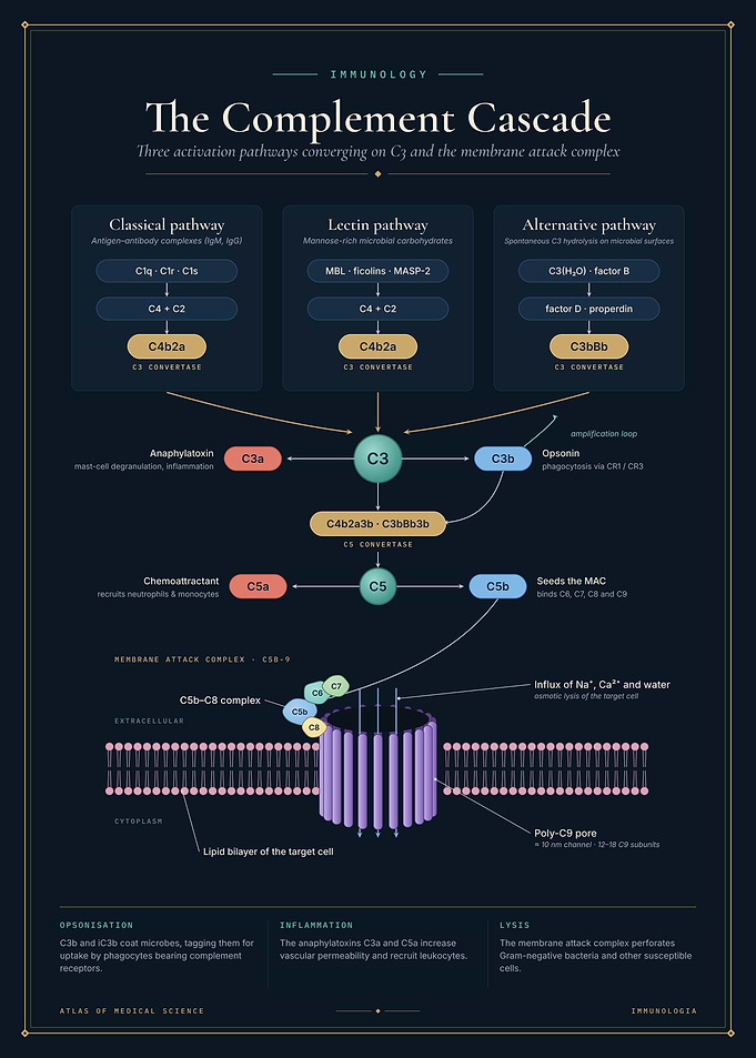 The Complement Cascade Immunology Pathway