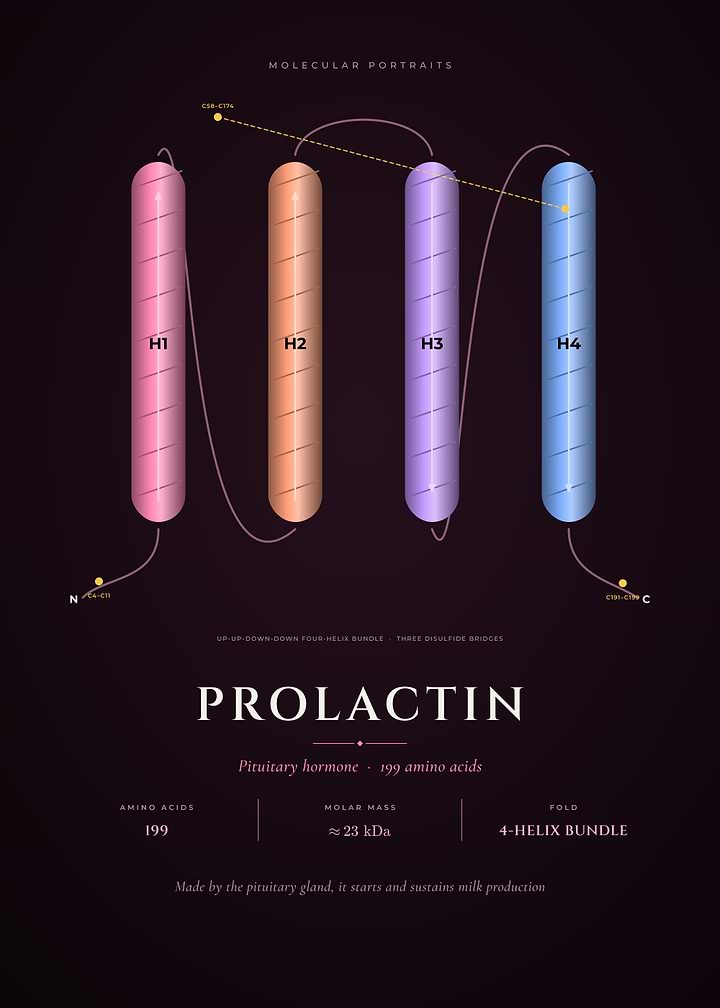 Prolactin Hormone Four-Helix Bundle Structure
