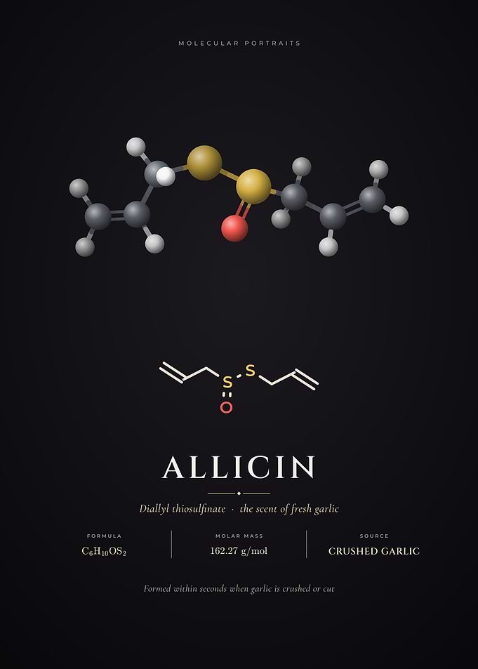 Allicin Molecule The Chemistry of Garlic