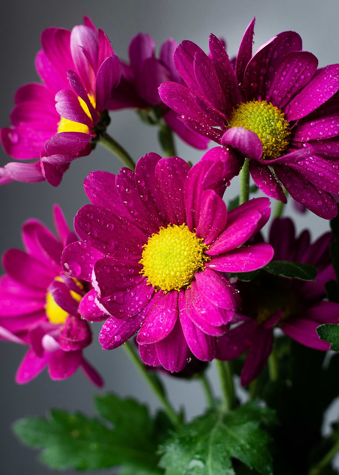 Vibrant Magenta Chrysanthemums with Dew