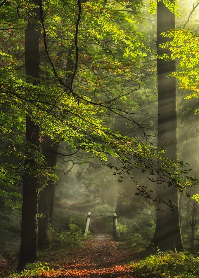 Sunlit Misty Forest Path