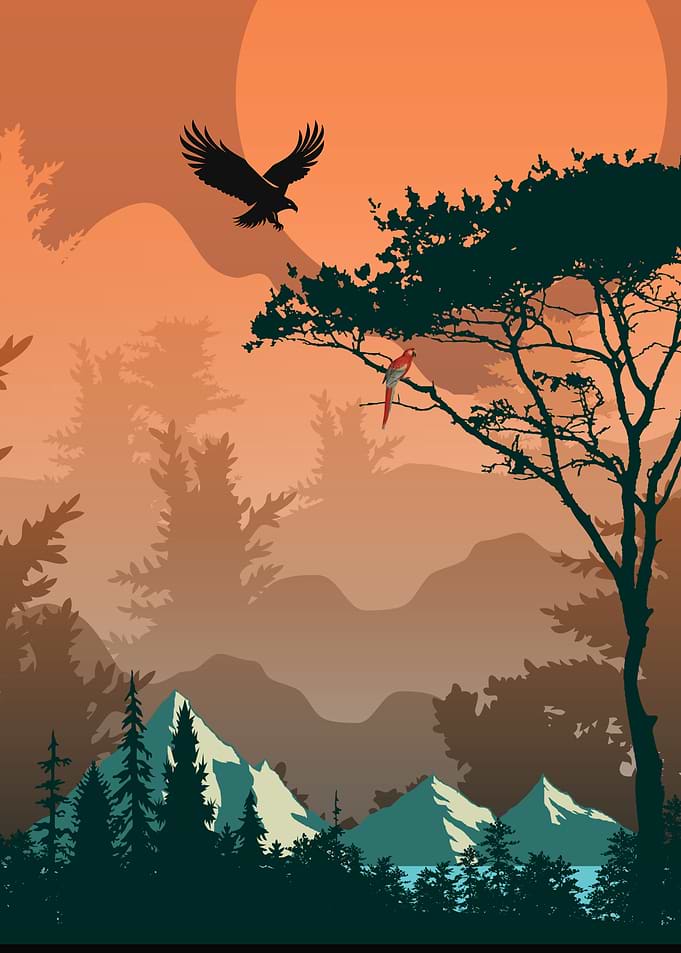 Sunset Mountain Forest Landscape