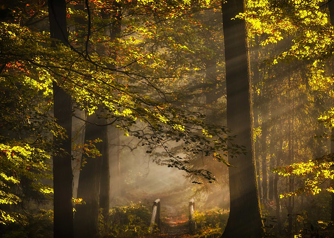 Sunlit Misty Autumn Forest Path