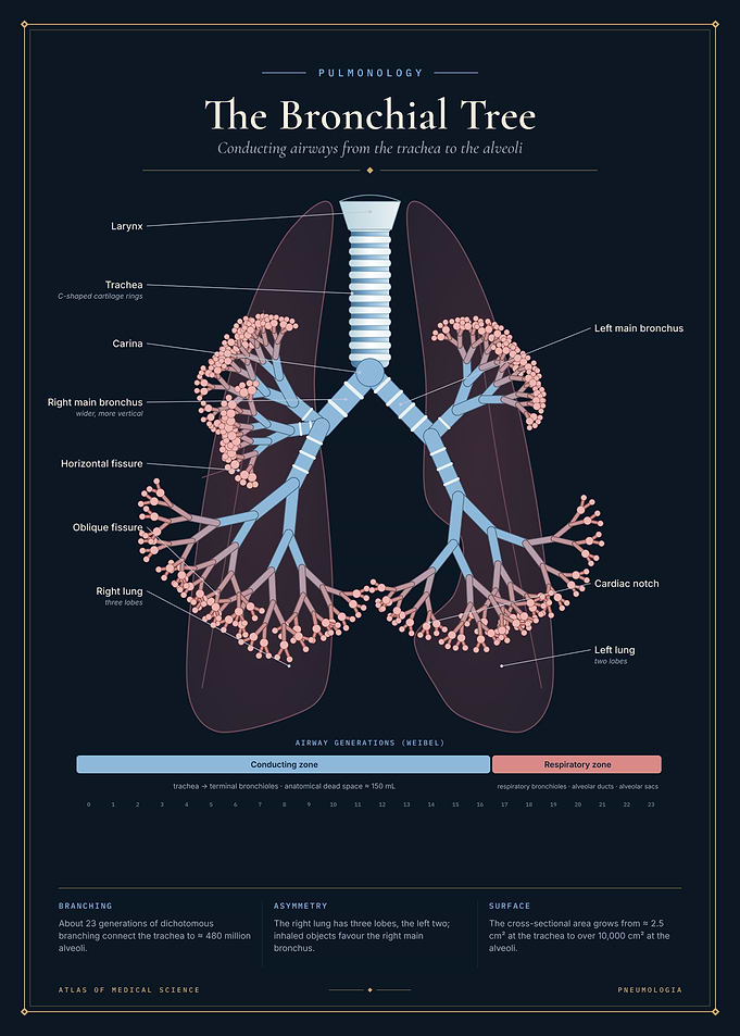 The Bronchial Tree – Lung Anatomy Art
