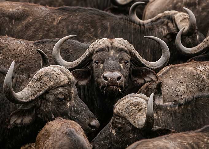 Close-up of African Buffalo Herd