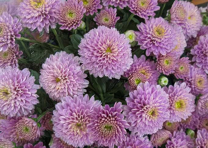 Cluster of Vibrant Purple Chrysanthemums