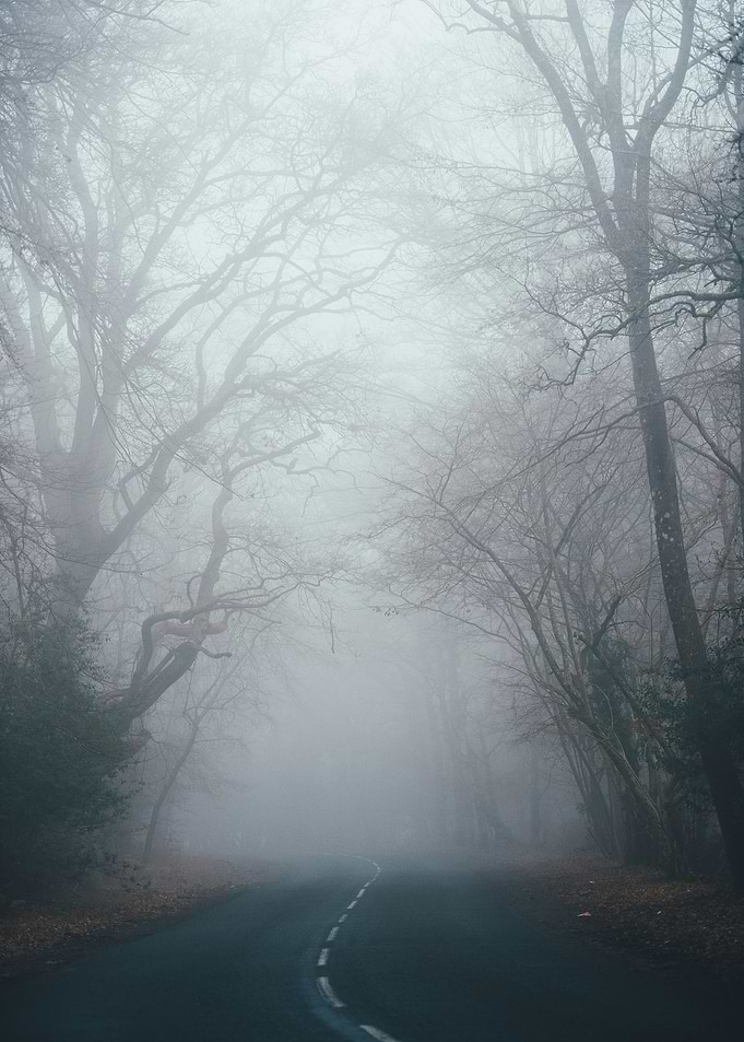 Foggy Road Through Spooky Forest