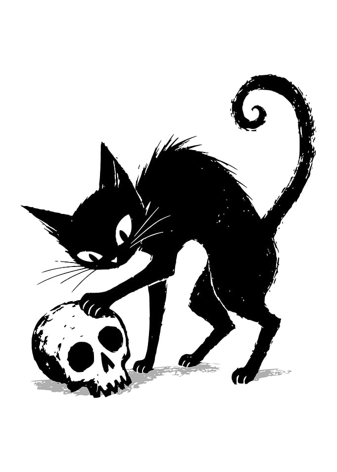 Black Cat Playing With Human Skull