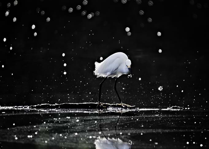 Snowy Egret in Dark Water