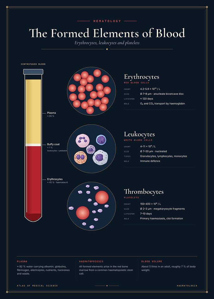 The Formed Elements of Blood - Hematology Art
