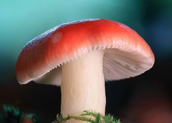 Vibrant Red Mushroom Macro Photography