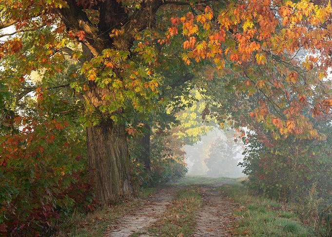Misty Autumn Forest Path