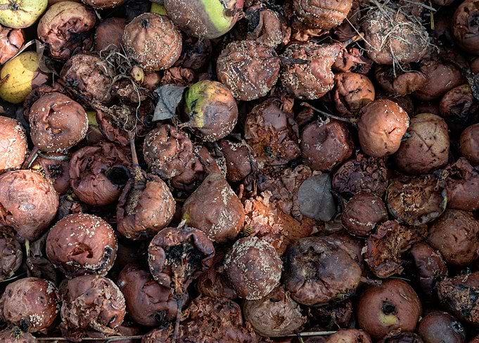 Decaying Rotten Pears