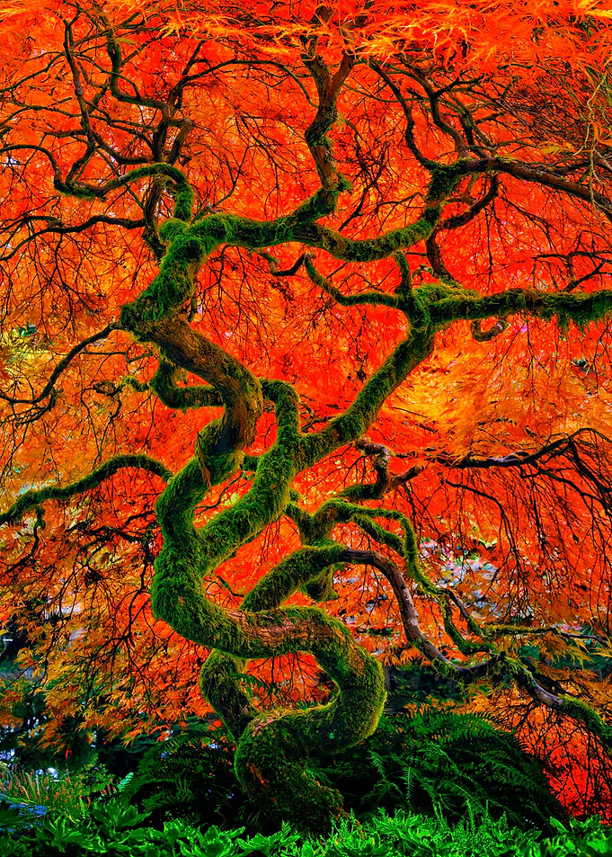Vibrant Autumn Japanese Maple Tree