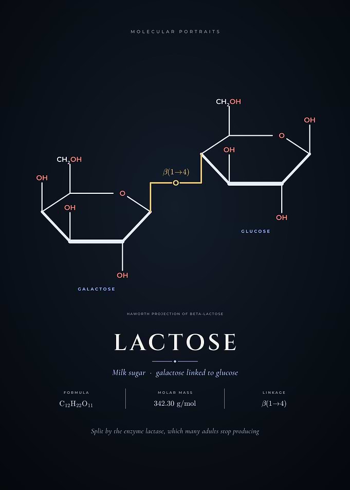Lactose Molecule Milk Sugar Haworth Projection