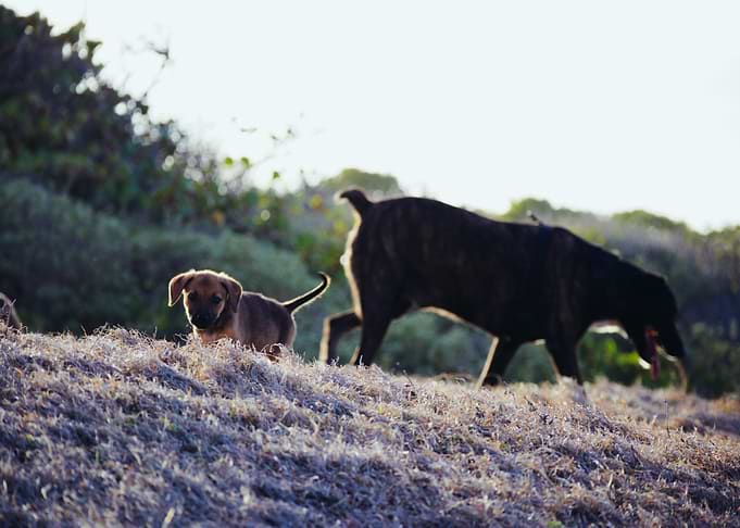 Puppy and Dog Walking Outdoors