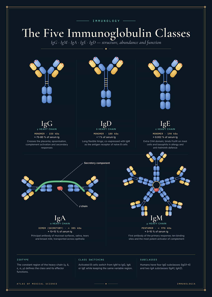 The Five Immunoglobulin Classes IgG IgM IgA IgD IgE