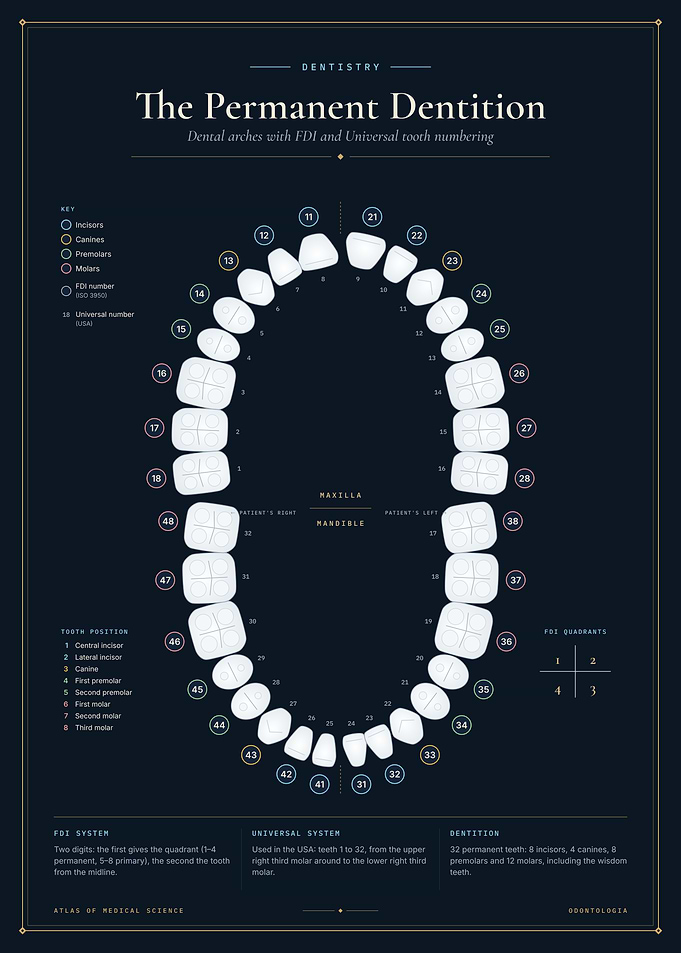 The Permanent Dentition – Tooth Numbering Chart