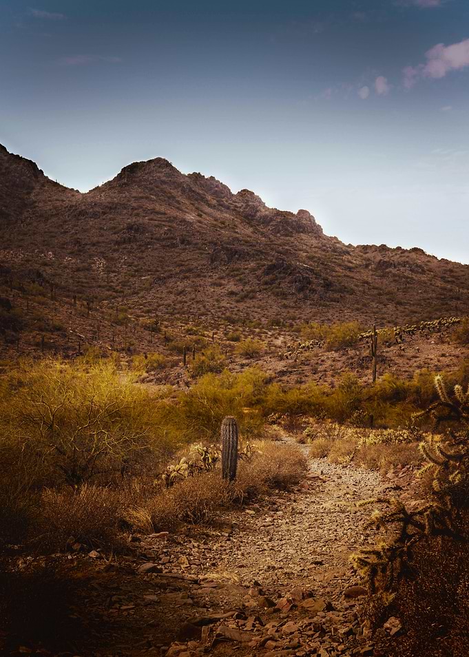 Desert Landscape with Saguaro Cactus