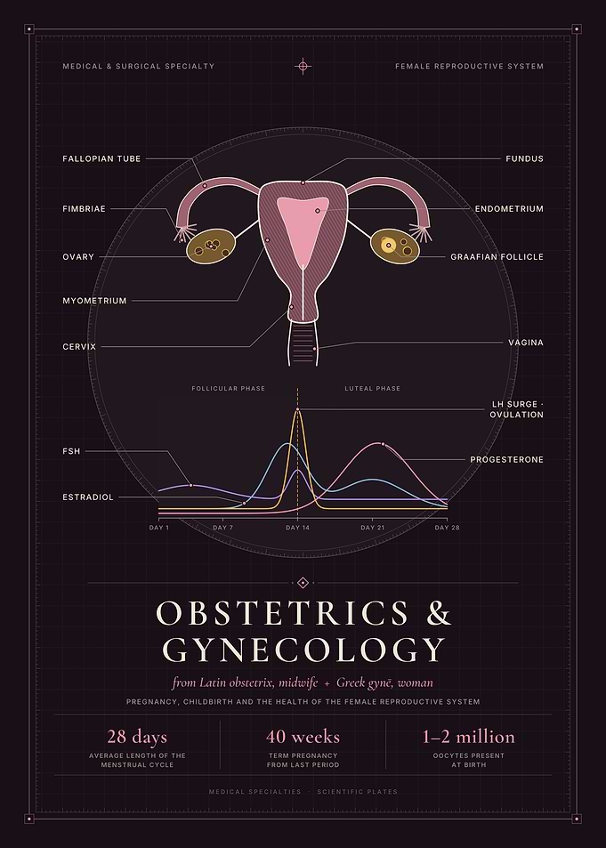 Obstetrics & Gynecology - Uterus Anatomy & Menstrual Cycle Chart