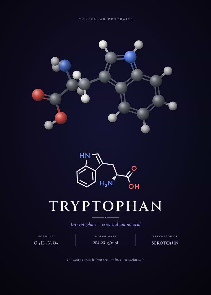 Tryptophan Molecule Amino Acid of Serotonin