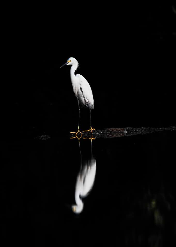 Snowy Egret Reflection in Darkness