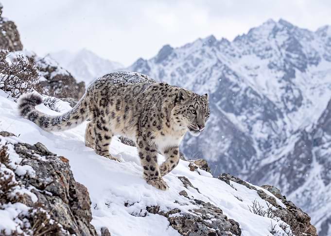 Snow Leopard in Snowy Mountains