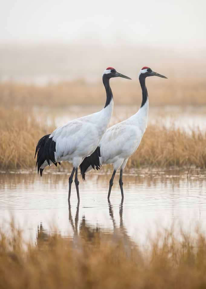 Two Red-Crowned Cranes in Marsh