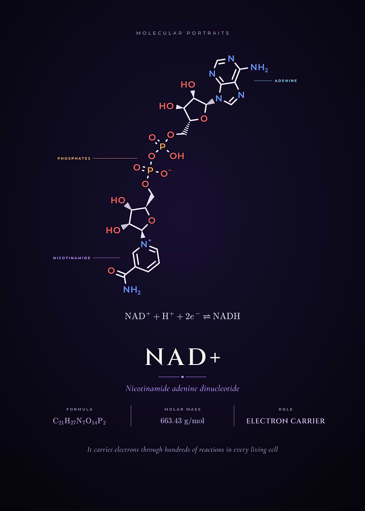 NAD+ Molecule Nicotinamide Adenine Dinucleotide