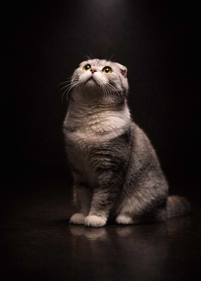 Scottish Fold Cat Looking Up