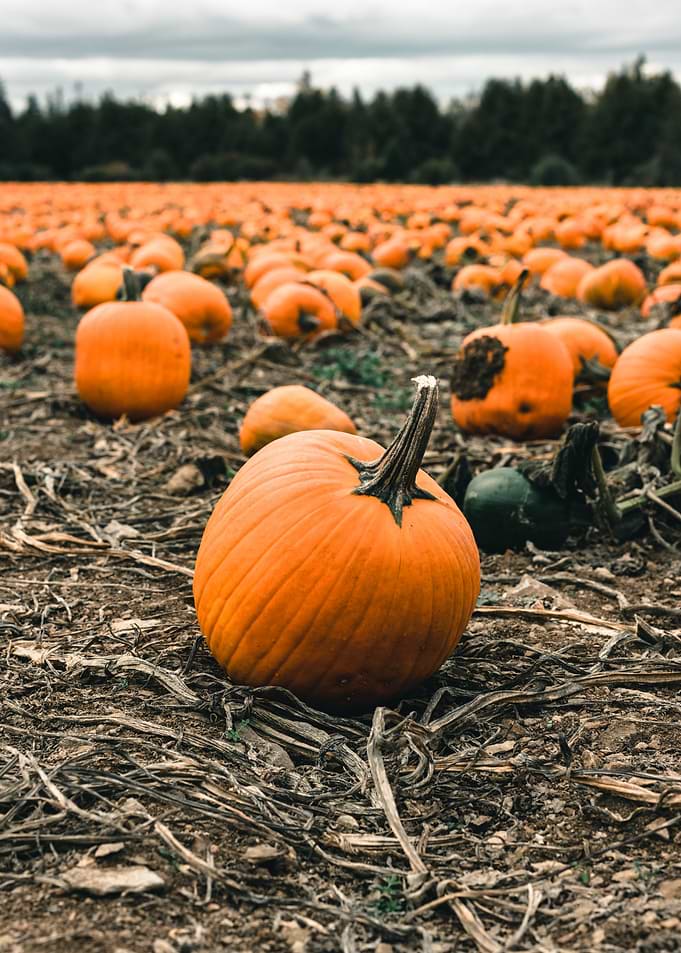 Vibrant Orange Pumpkins in Autumn Field