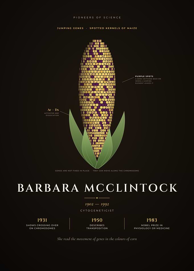 Barbara McClintock Jumping Genes in Maize
