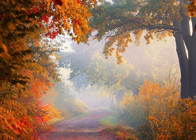 Misty Autumn Forest Path