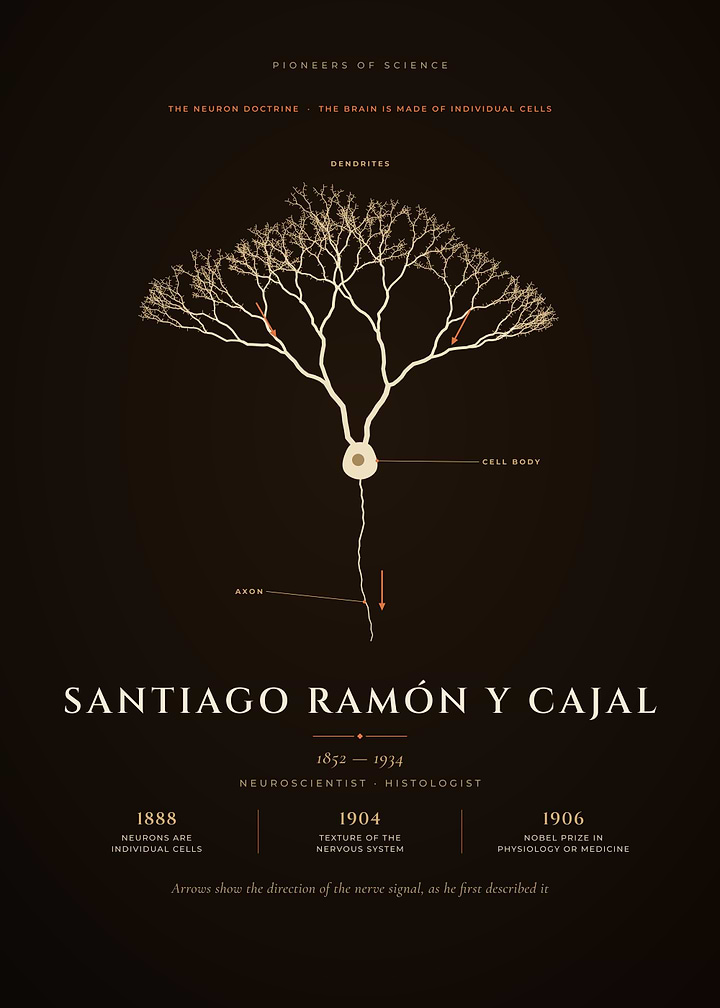 Santiago Ramon y Cajal Purkinje Neuron Drawing