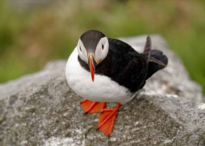 A close-up of a puffin on a rock