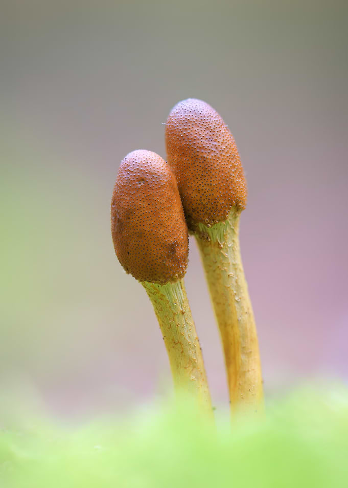 Two Small Brown Mushrooms