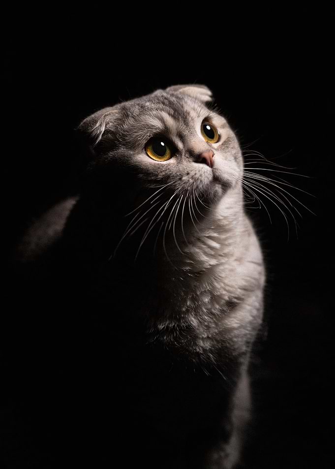 Portrait of a Scottish Fold Cat