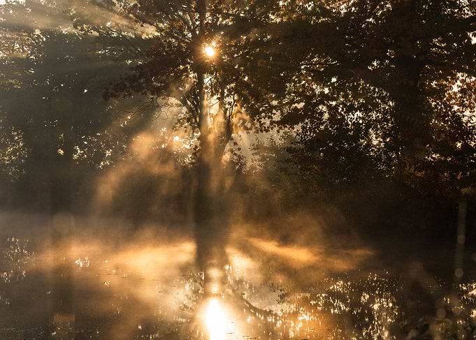 Golden Morning Sunbeams Through Misty Trees