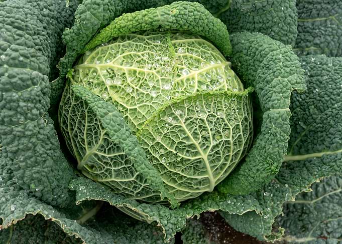 Fresh Savoy Cabbage with Dew Drops