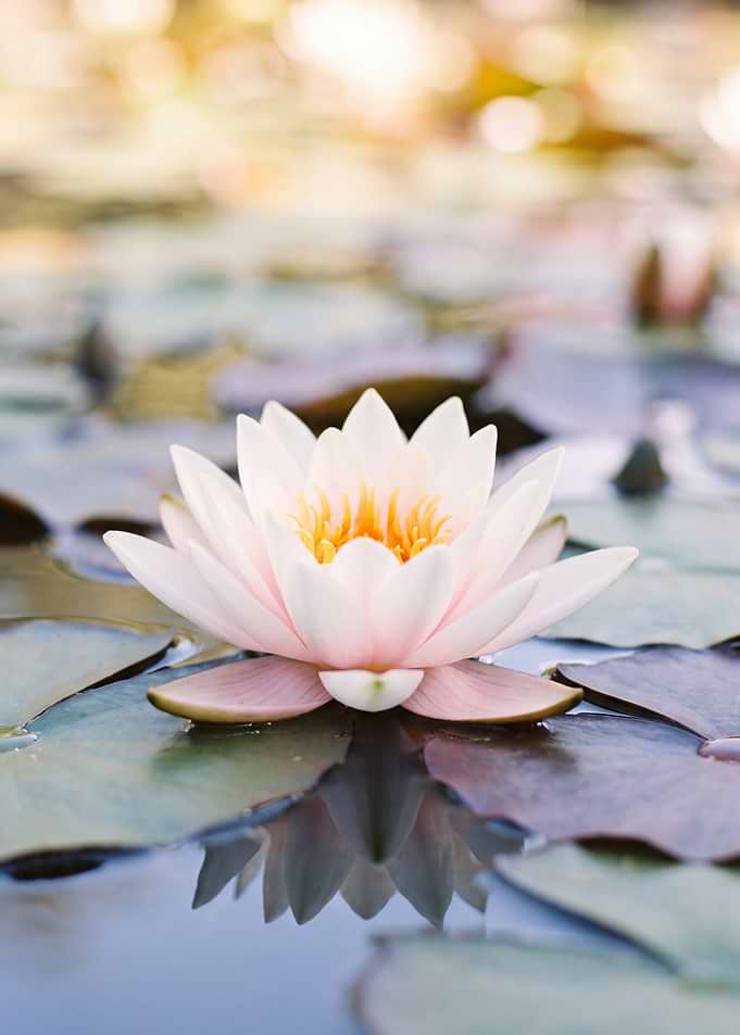 Soft Pink Water Lily Bloom