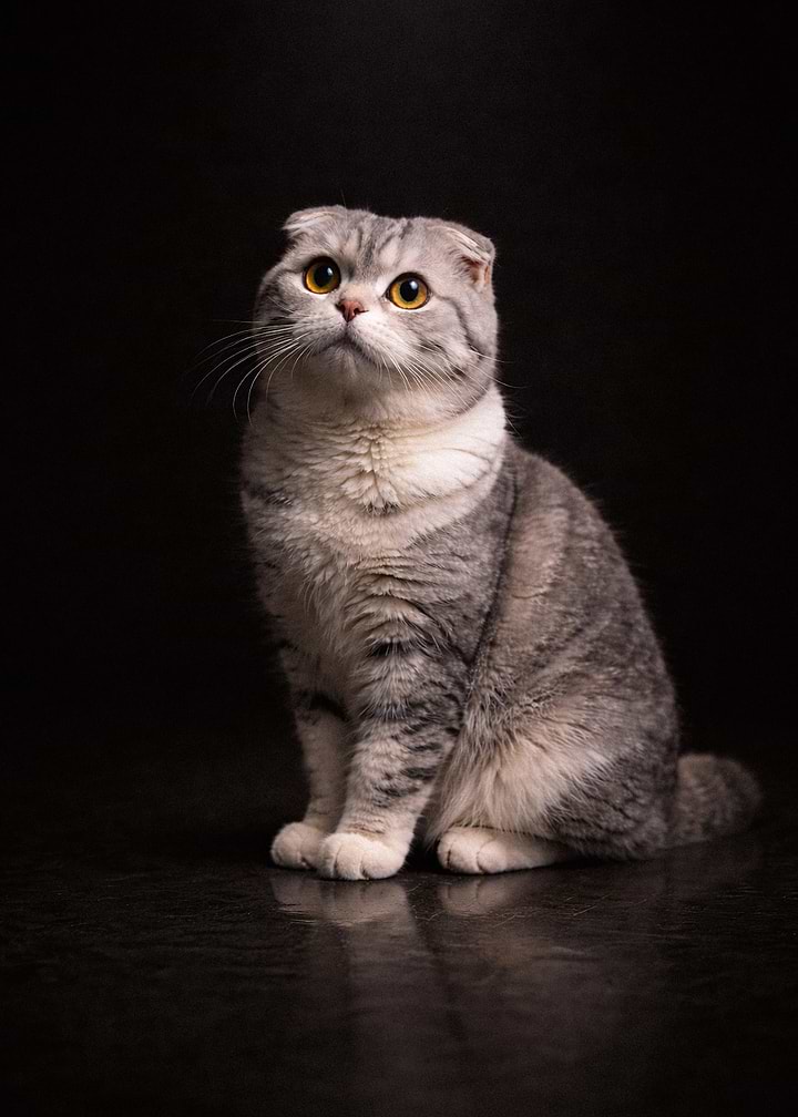 Portrait of a Scottish Fold Cat