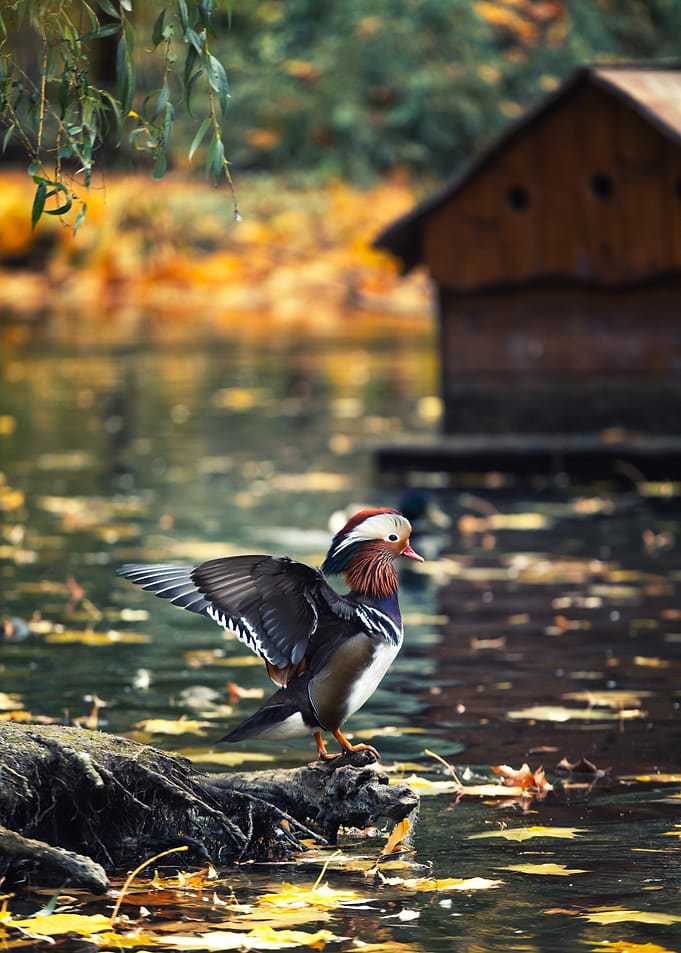 Mandarin Duck Spreading Wings in Autumn