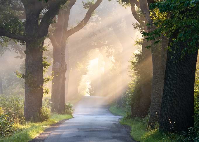 Sunlight Streaming Through Misty Forest Road