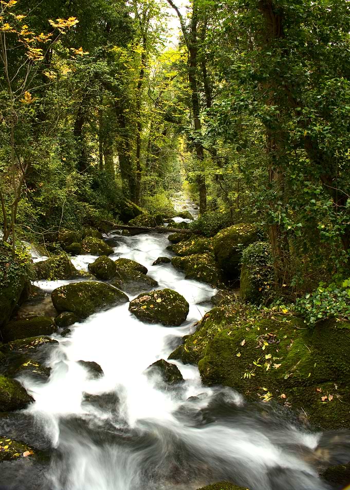 Cascading Forest Stream Over Mossy Rocks