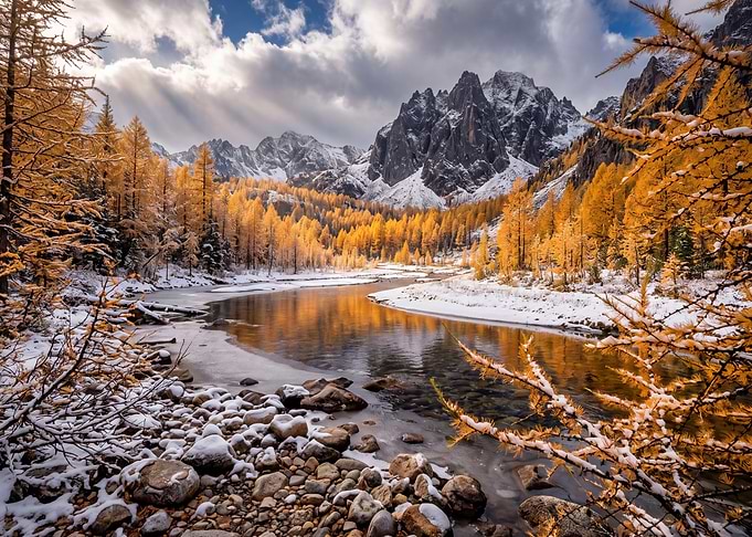 Golden Larches After First Snow