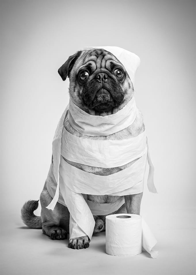 Funny Pug Wrapped in Toilet Paper