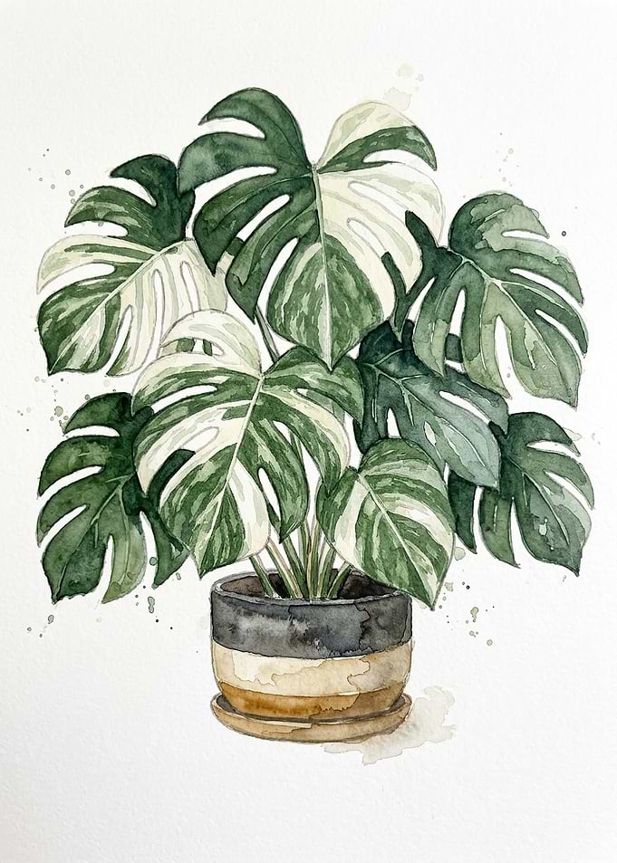 Watercolor Variegated Monstera Plant