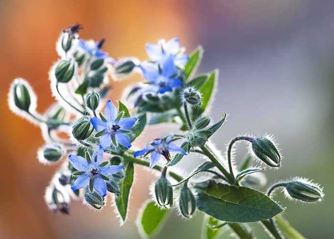 Close-up of Vibrant Blue Borage Flowers