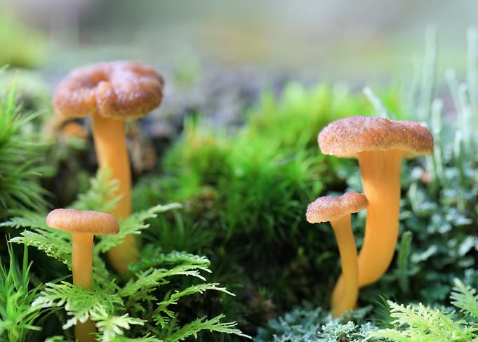 Small Wild Mushrooms in Moss